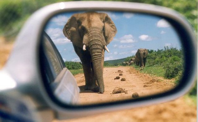 Elephant in the rearview mirror