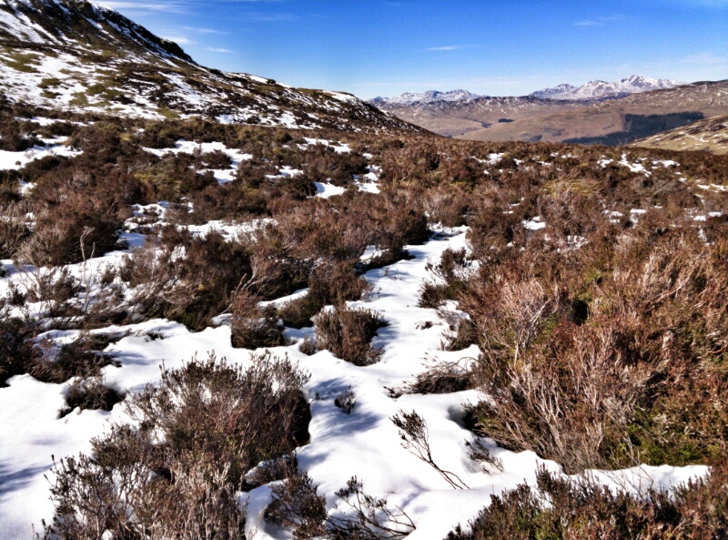 Snow-covered heather