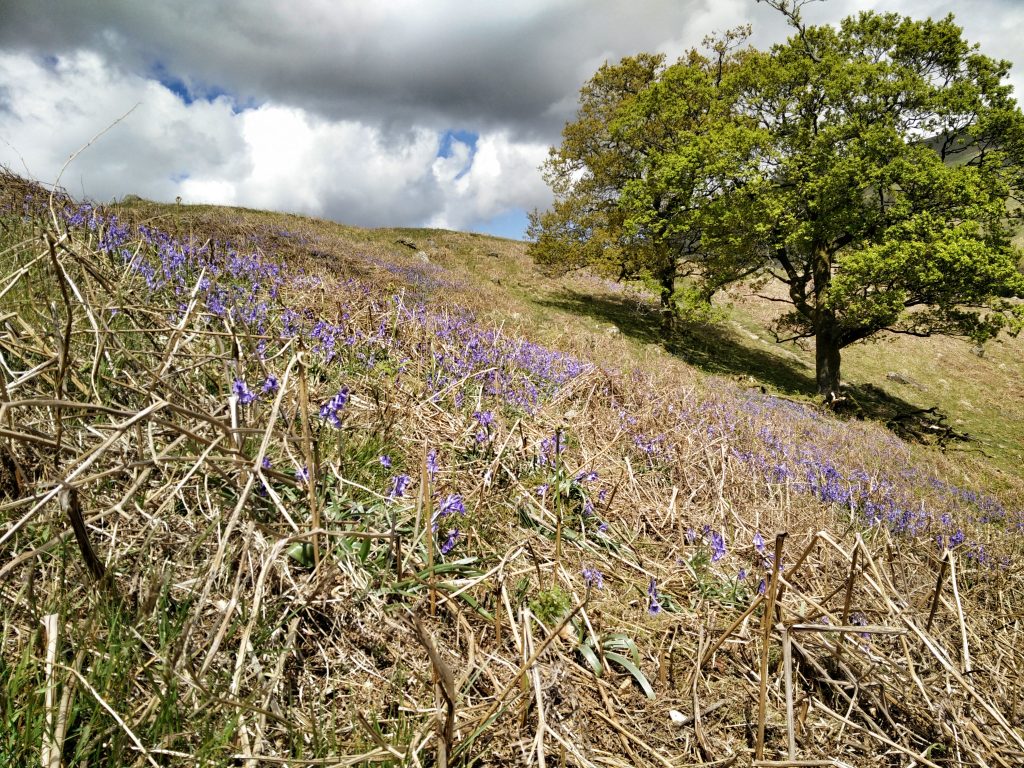 QMD 9 - bluebells and tree