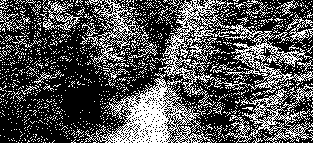 Trees and path at Thrunton Woods