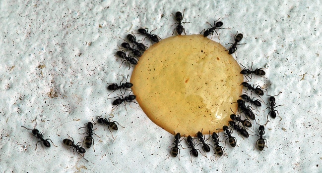 Ant Party