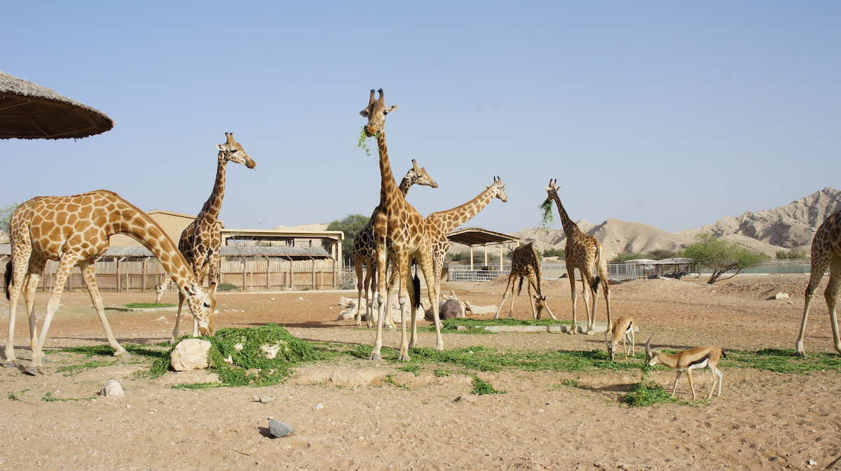 Giraffes feeding at Al Ain Zoo