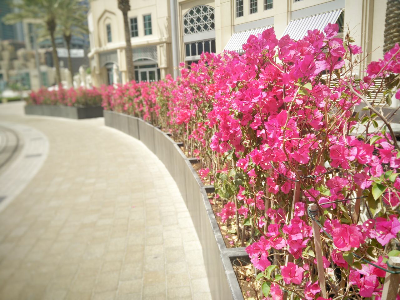 Flowers at Dubai Marina