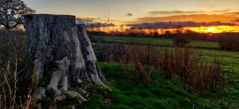 Sunrise in the distance, fields in middle ground, tree stump in foreground.