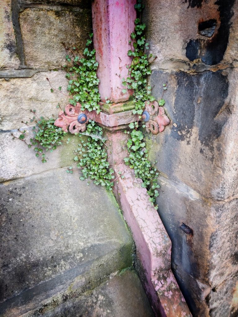 Old-school square drainpipe with plants growing around it