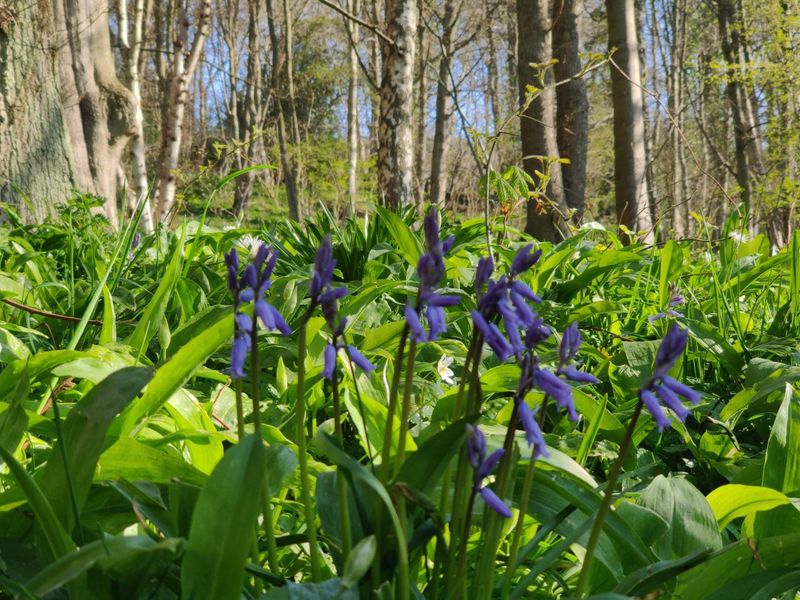 Bluebells (not quite out yet) next to wild garlic, with trees in the background
