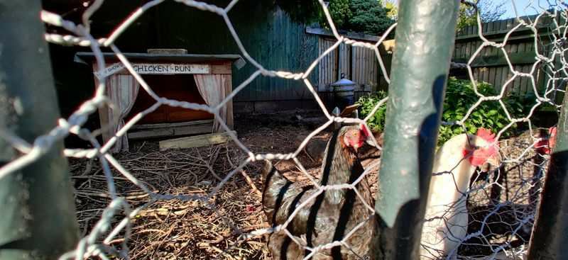 Chickens seen through a mesh fence with a coop signed 'Chicken Run'