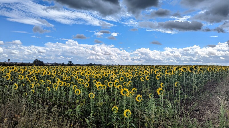 Field full of sunflowers 