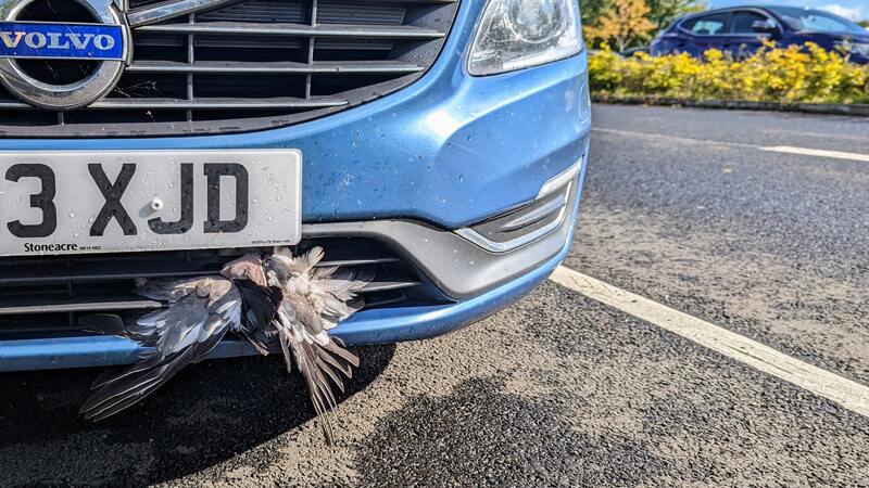 Pigeon stuck in the grille of our car