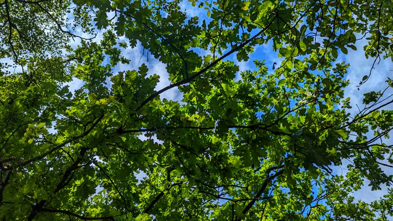 Looking up at the blue sky through green leaves 
