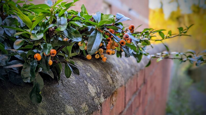 Plant with berries climbing over a brick wall