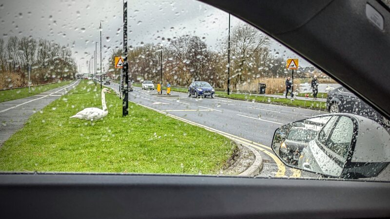 Photograph taken through a car window of a swan on the side of the road 