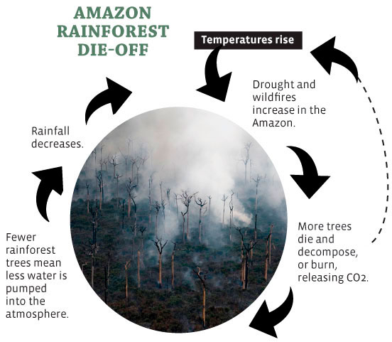 A circular diagram titled "AMAZON RAINFOREST DIE-OFF" explains the cycle of degradation with a central image of a burnt forest and surrounding text indicating escalating environmental damage due to rising temperatures, increased wildfires, tree deaths, and decreased rainfall.