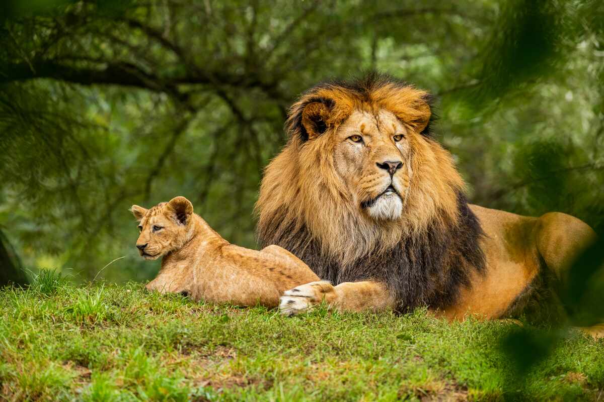 Lion lying down on green grass field with trees in background