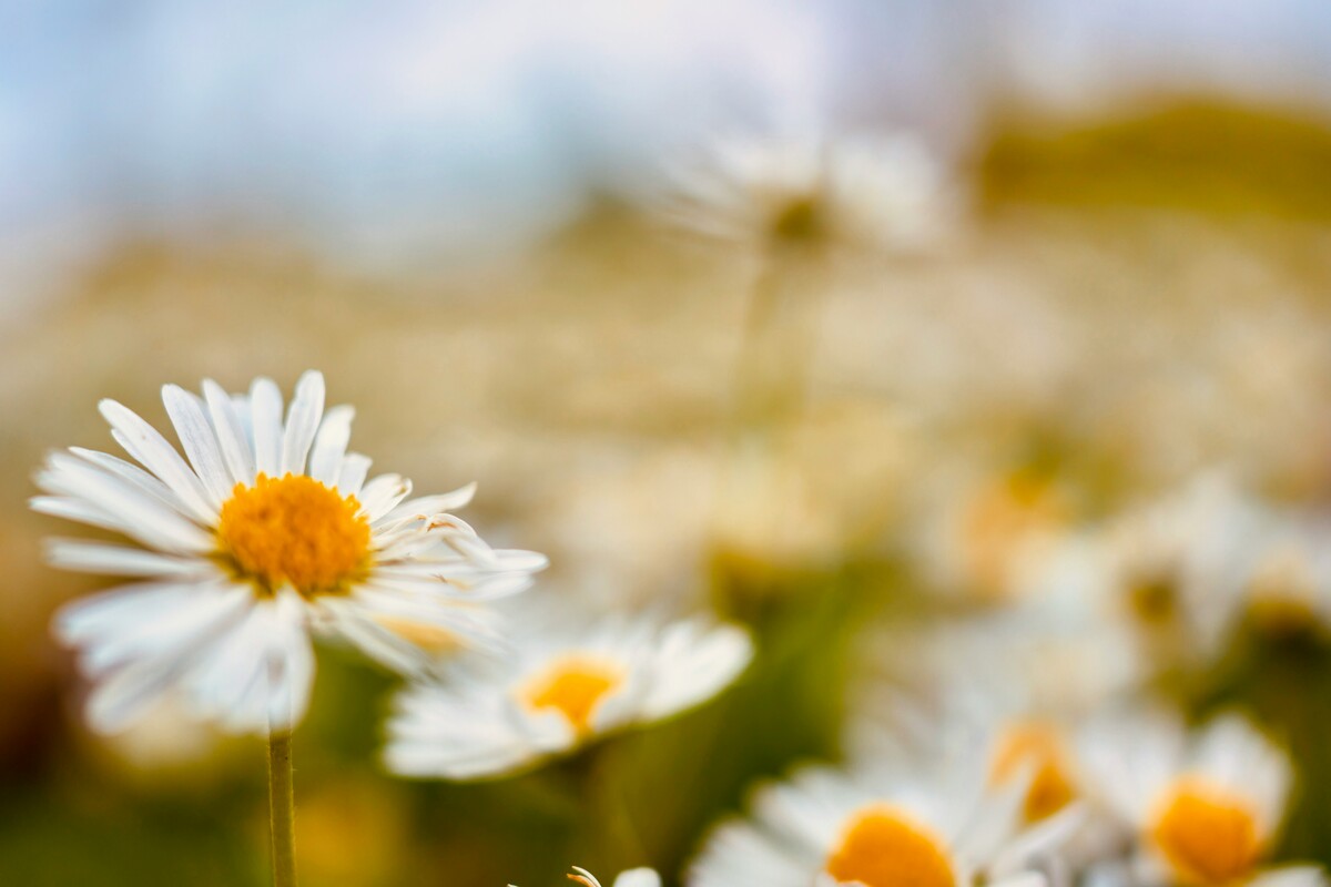 Close-up of a daisy with a yellow center and white petals against a blurred background of other daisies and greenery.