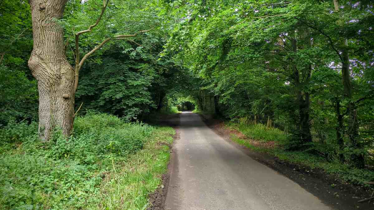 A road flanked by tall trees on both sides, their lush green foliage forming a canopy overhead that filters sunlight. To the left, a sizable tree with a rough, textured trunk stands prominently, with smaller shrubs and ground vegetation surrounding it. 
