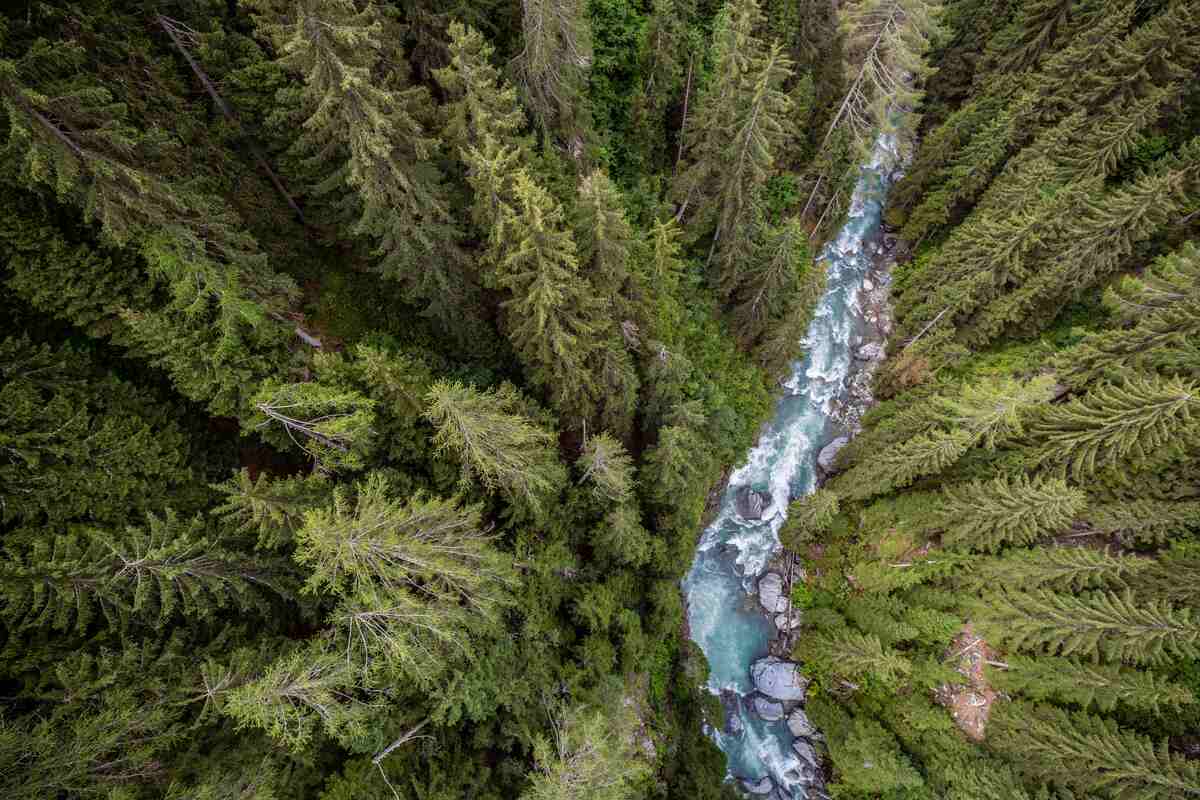 A river running through a lush green forest
