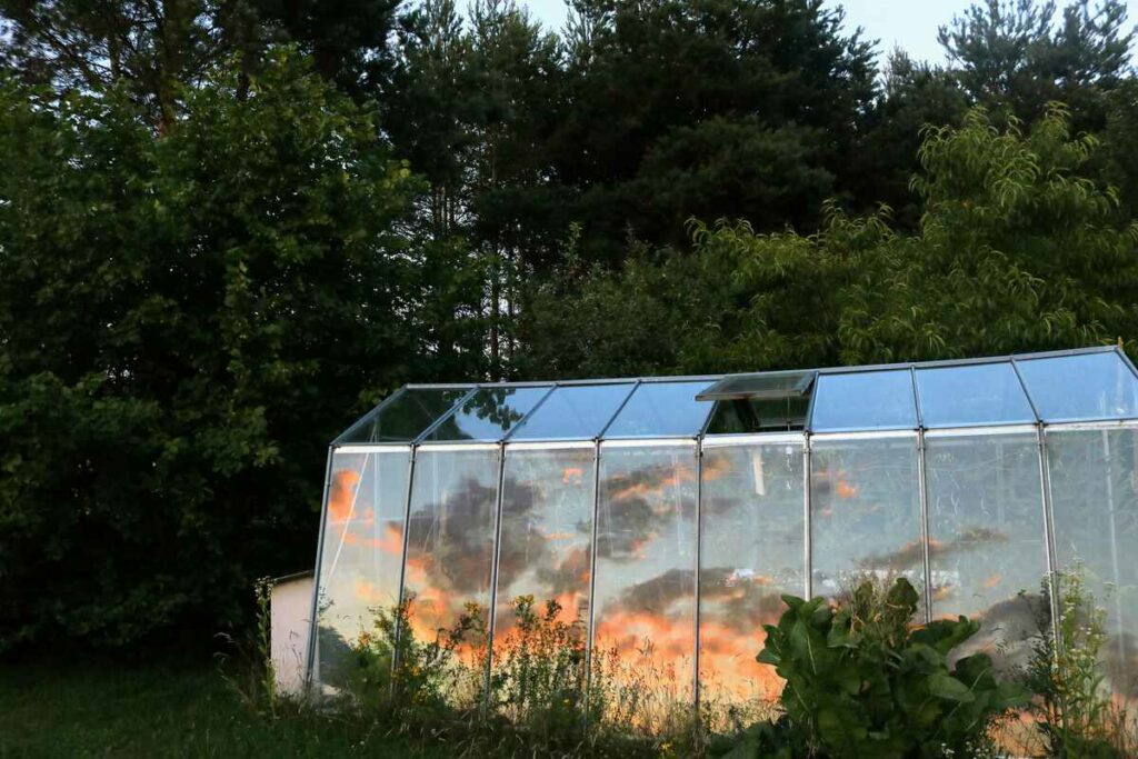 A glass greenhouse reflecting a sunset, surrounded by dense greenery and tall trees.