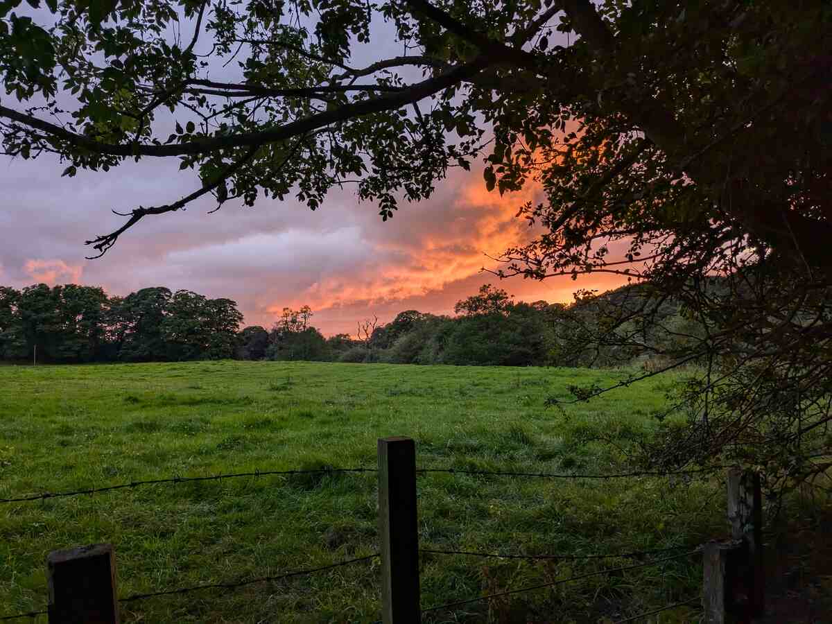 Sunset over a field with a fence and a tree branch in the foreground
