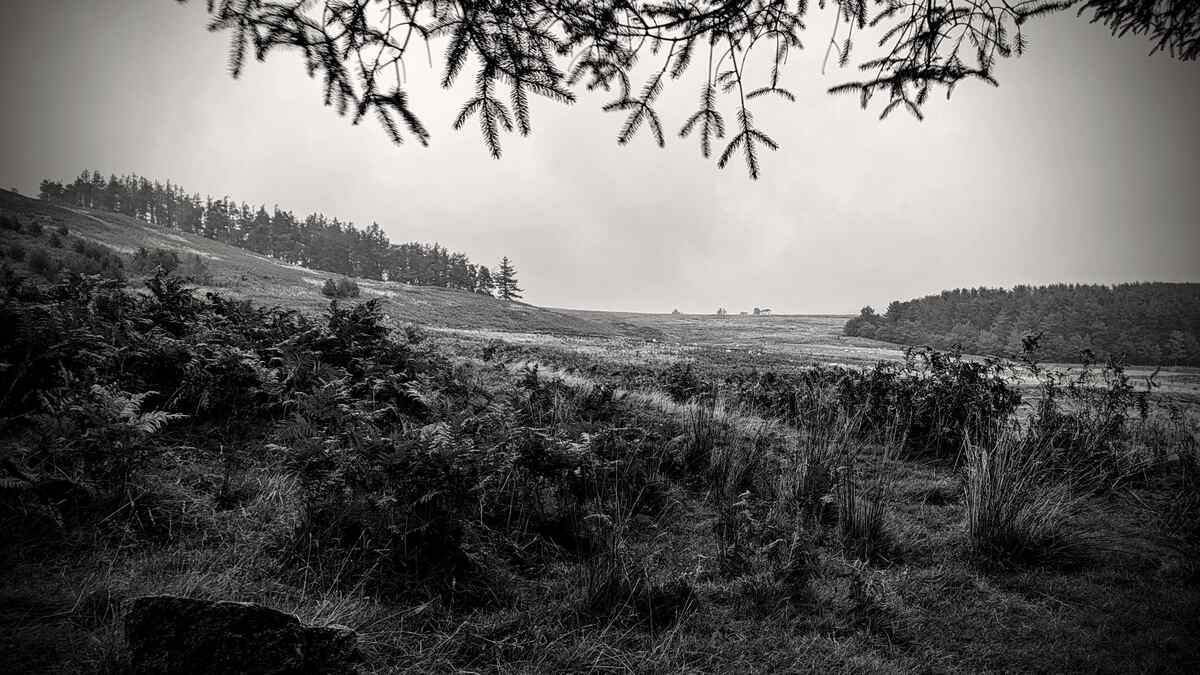 Black and white photograph showing moorland with trees in the foreground and distance