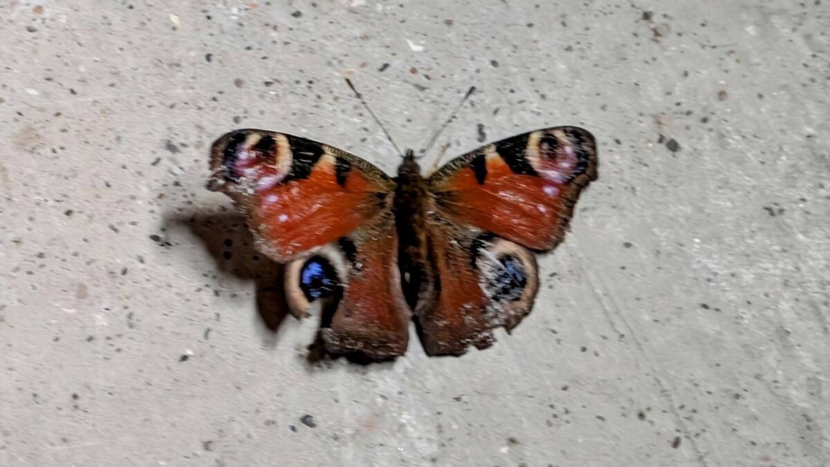 Slightly fuzzy photo of a butterly on a concrete floor