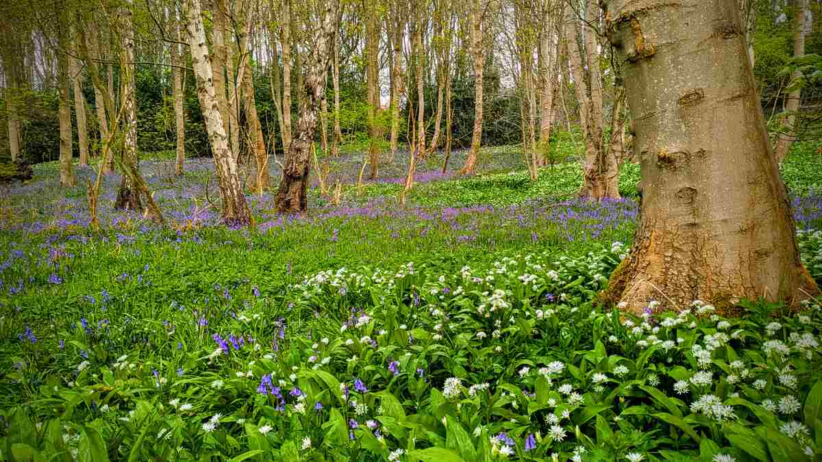 Woodland scene with bluebells and garlic flowers